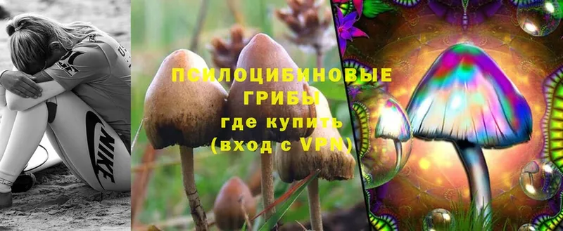 Галлюциногенные грибы Psilocybe  Курильск 